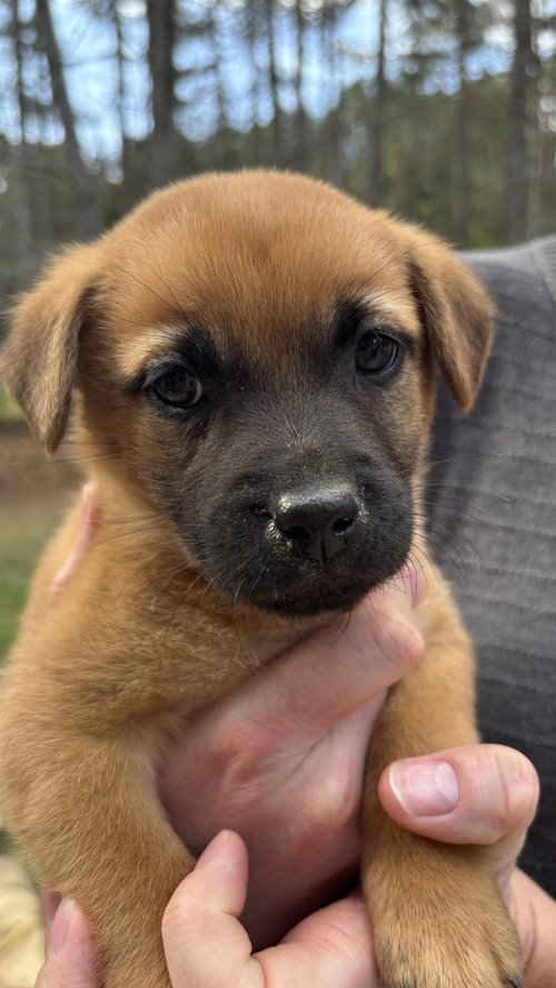 Amy - Big Bang Litter