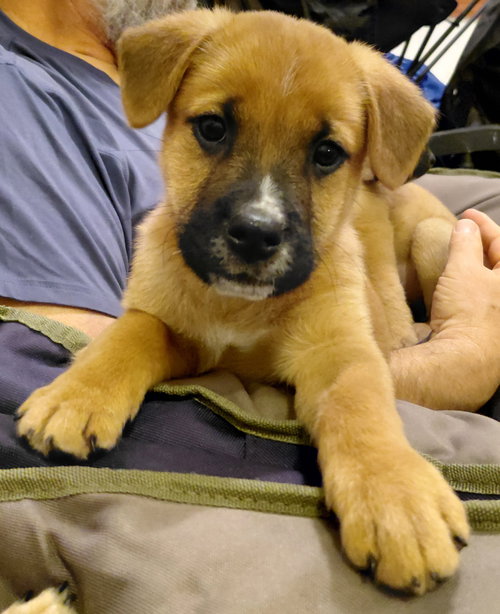 Sheldon - Big Bang Litter