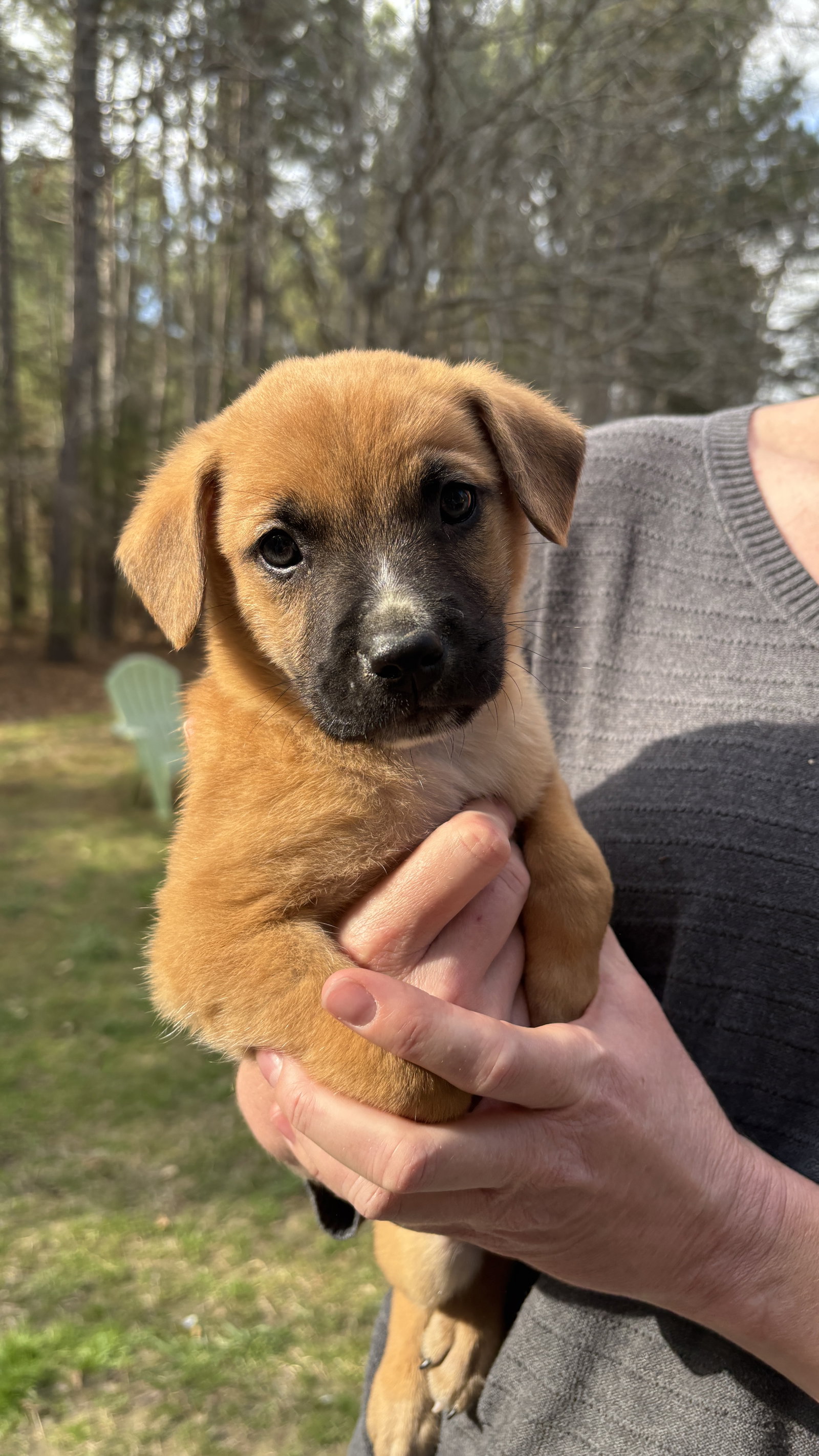 Leonard - Big Bang Litter, photo 8
