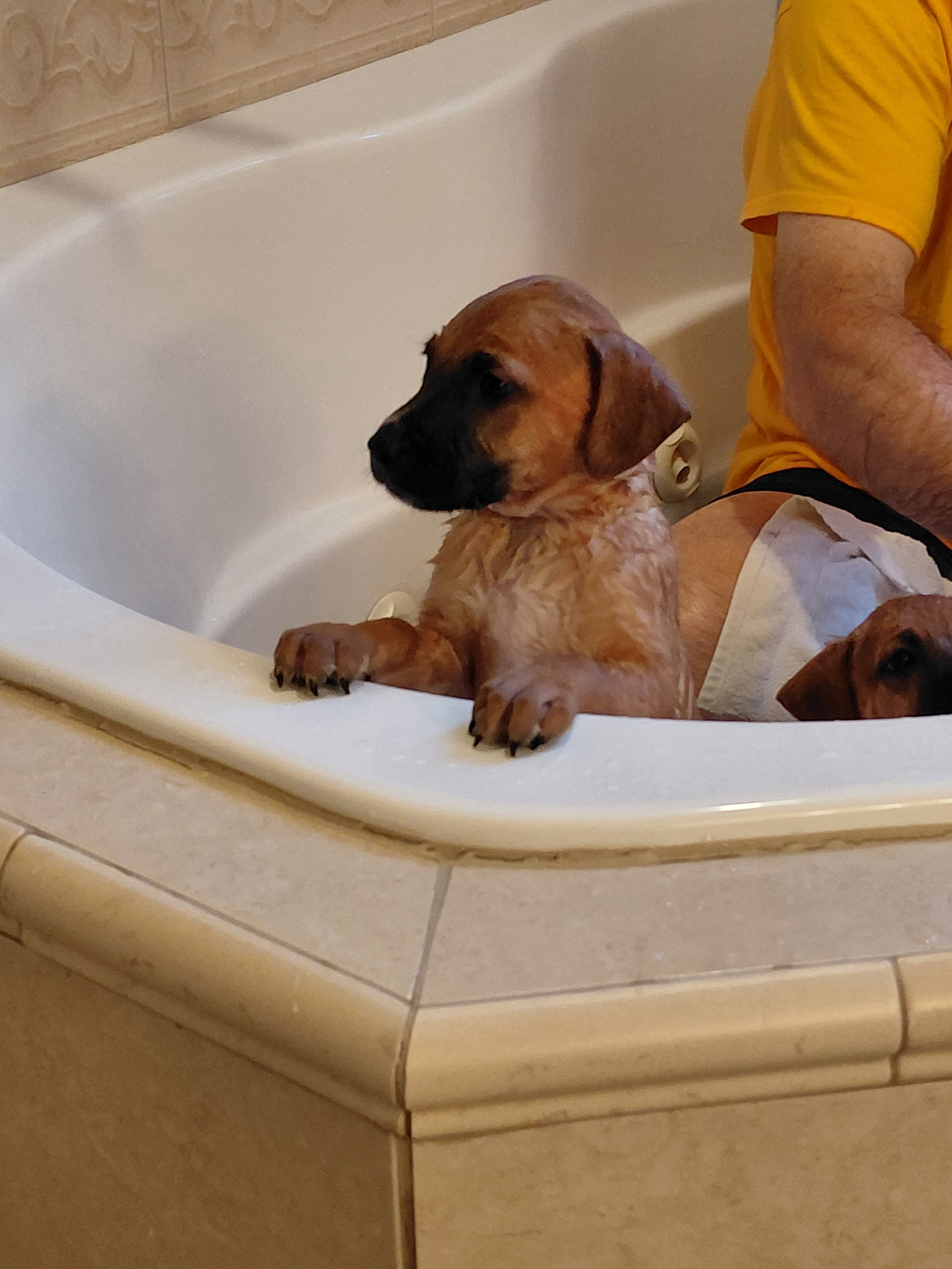 Leonard - Big Bang Litter, photo 9