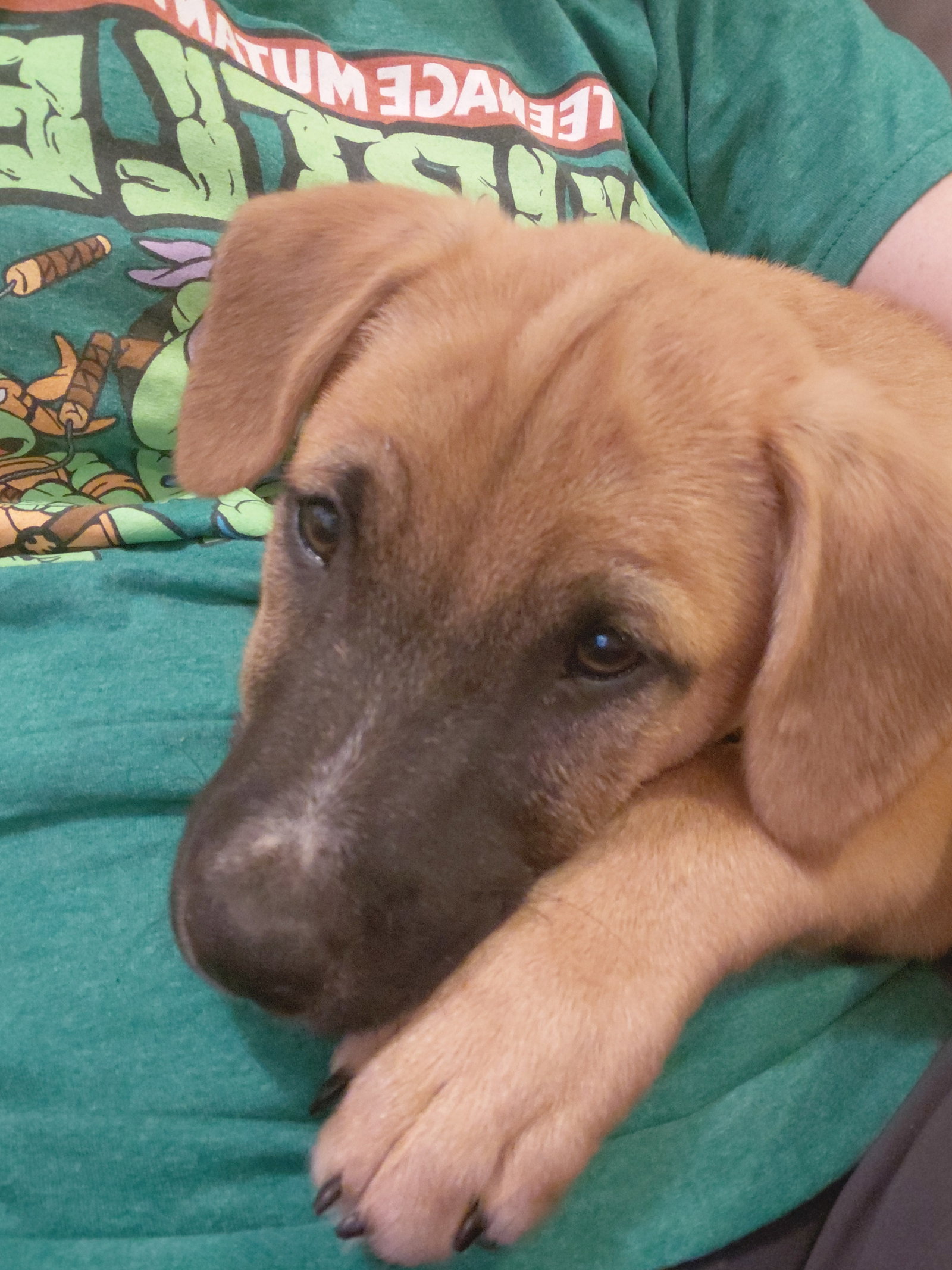 Leonard - Big Bang Litter, photo 10