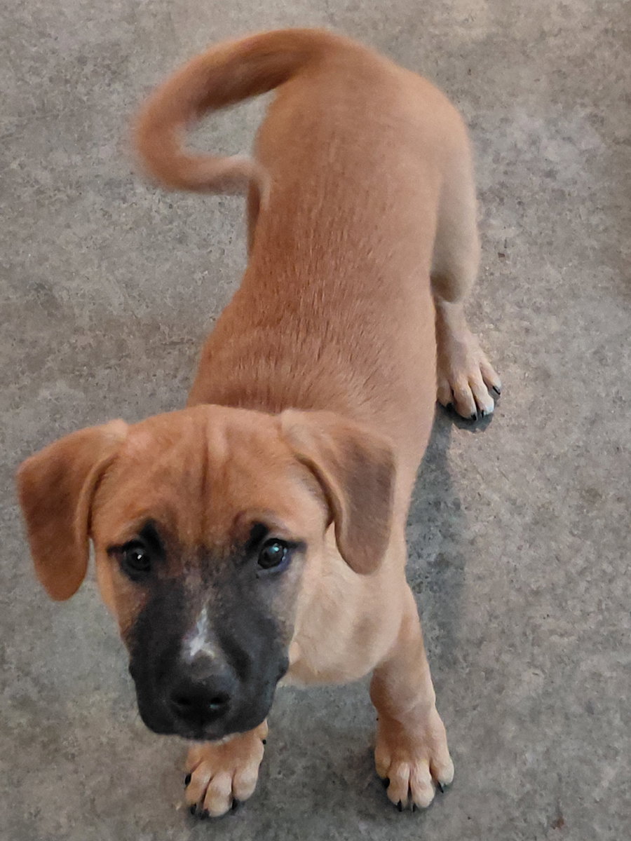 Leonard - Big Bang Litter