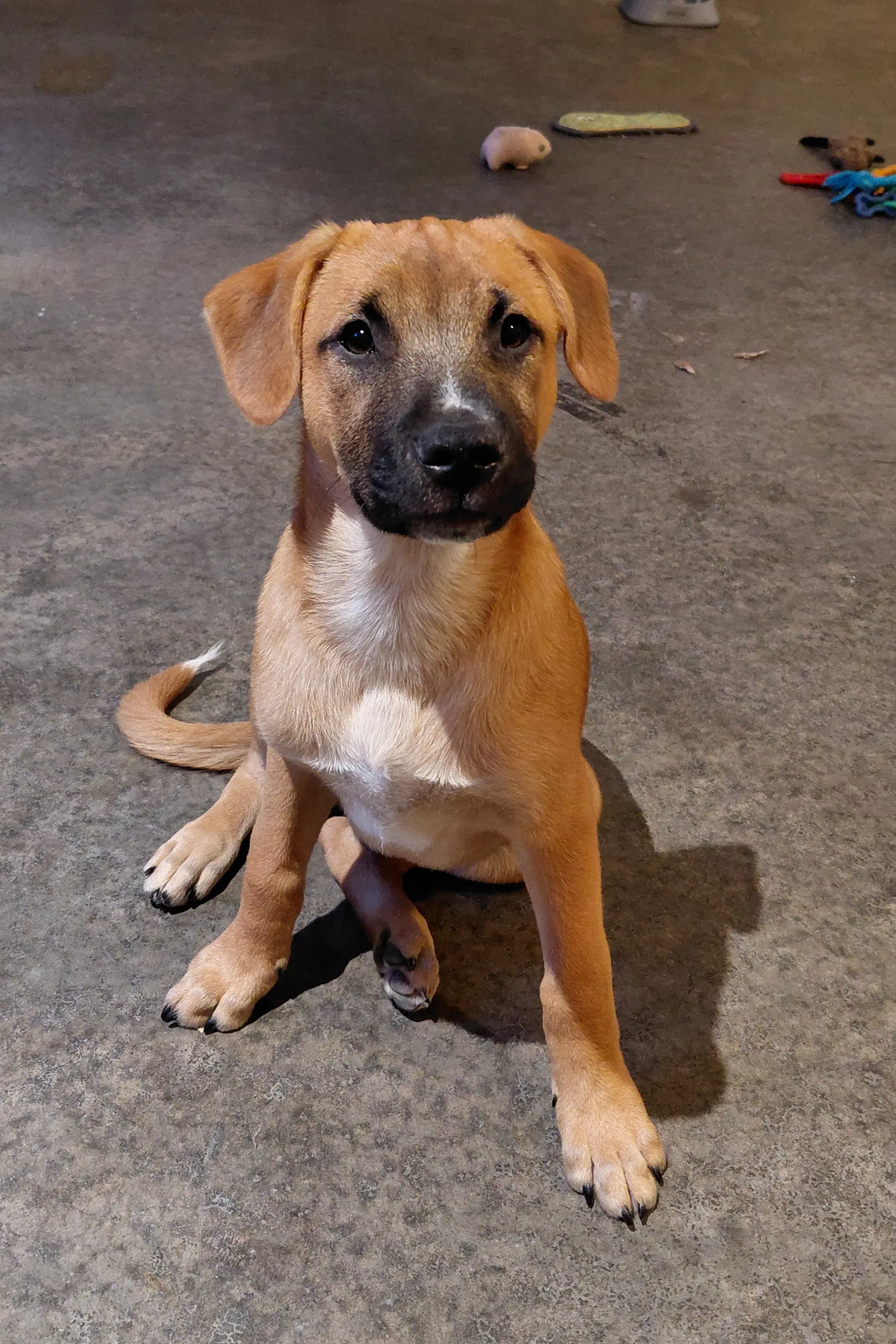 Leonard - Big Bang Litter - Boxer