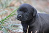 Chisai - Japan litter - Photo 1