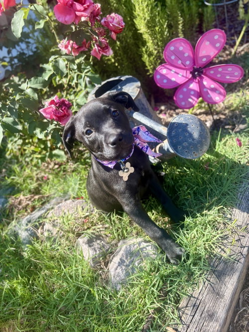CHISAI - JAPAN LITTER - Labrador Retriever available for adoption