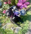 Chisai - Japan litter - Photo 2