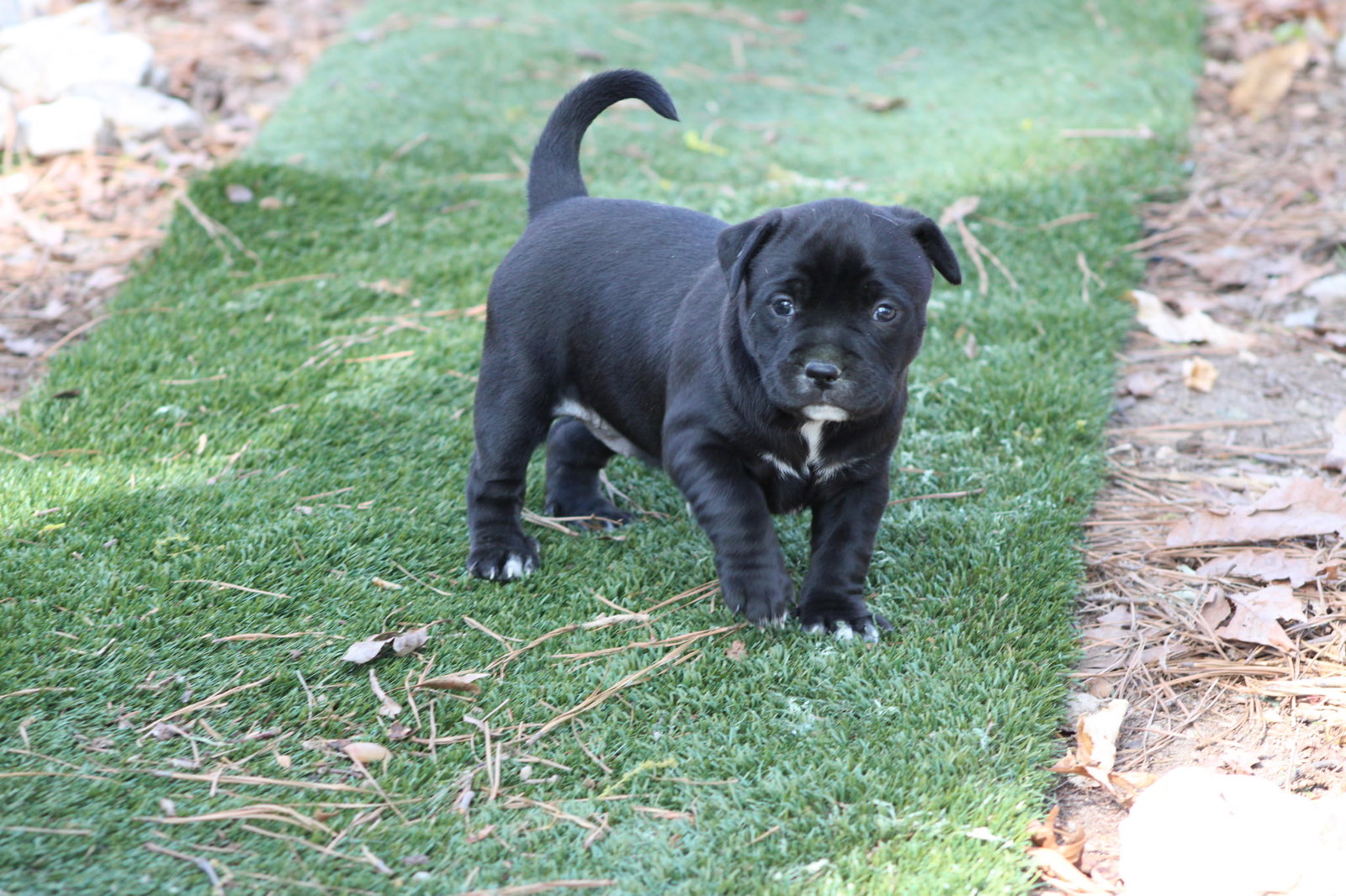 Kimiko - Japan litter Image