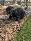 Kimiko - Japan litter