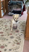 Diana 'Cookie' - Japan litter