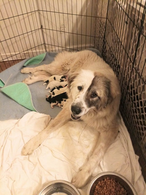 Elsa, an adoptable Great Pyrenees in Holly Springs, NC