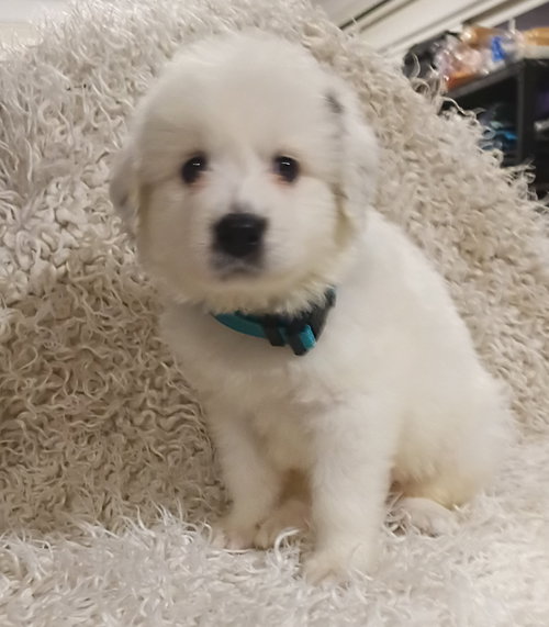 Sven