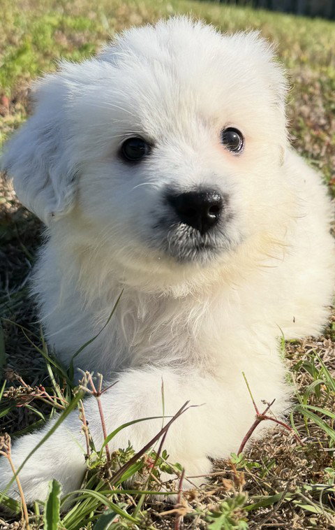 Jasmine - Disney Litter