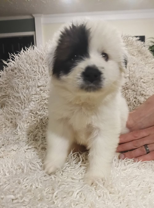 Olaf