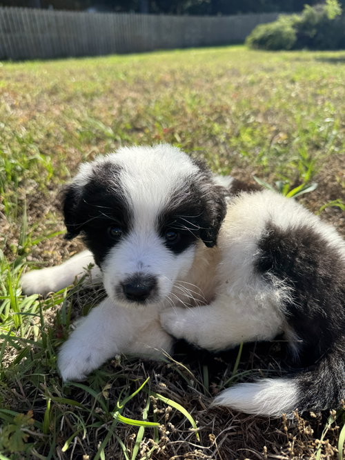 Mickey - Disney Litter, an adoptable Great Pyrenees in Holly Springs, NC