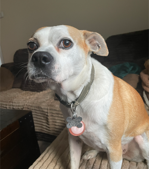 Sandy, an adoptable American Pit Bull Terrier in Holly Springs, NC