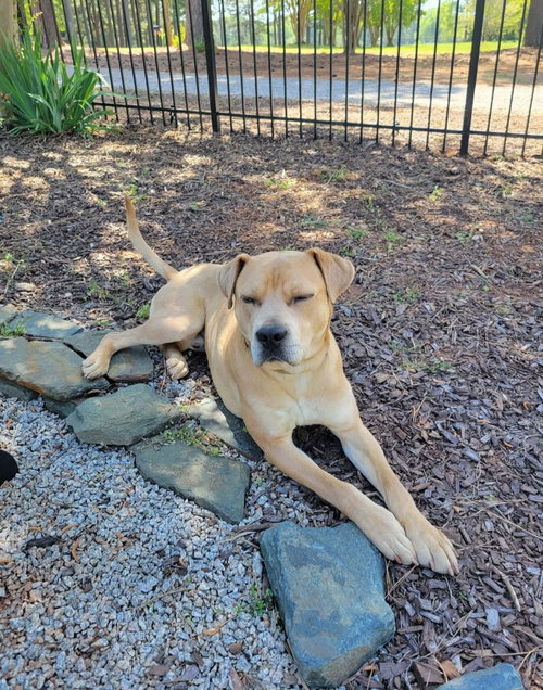 Grasshopper, an adoptable Labrador Retriever in Holly Springs, NC