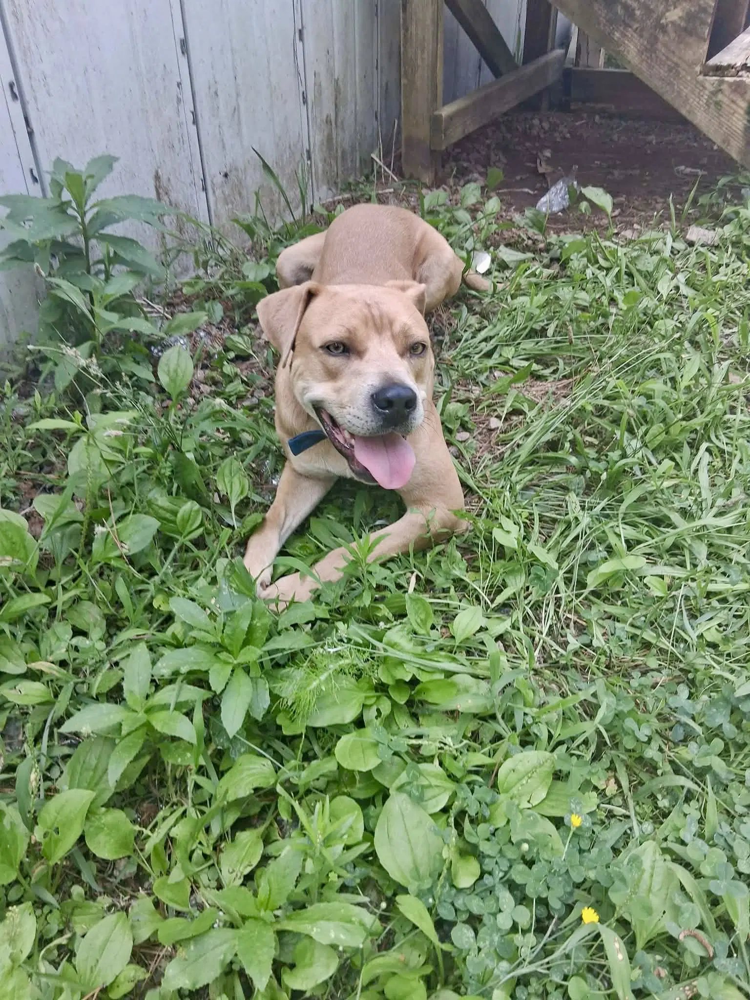 Grasshopper - Labrador Retriever