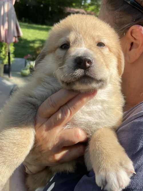 Lola - Sweets Litter