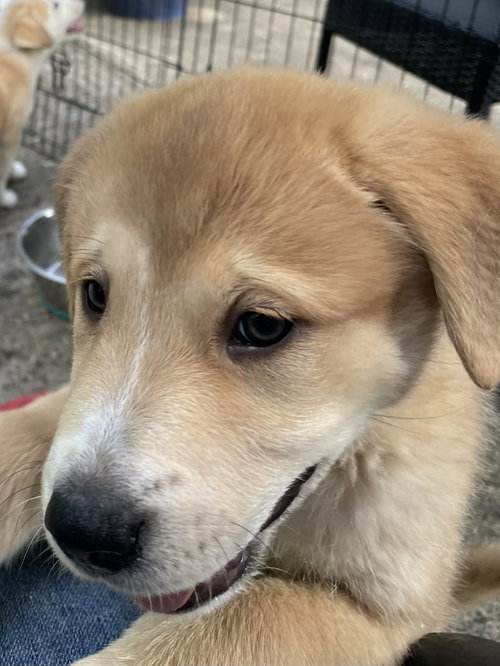 Lola - Sweets Litter, an adoptable Shepherd in Holly Springs, NC