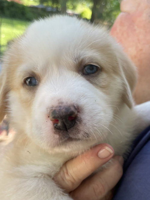 Scout - Sweets Litter