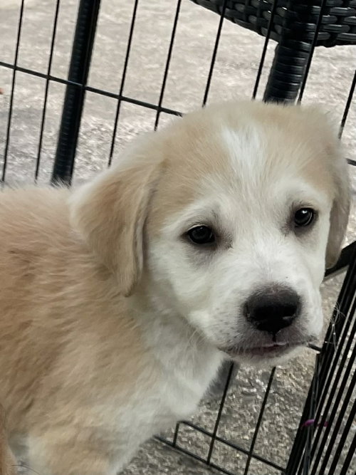 Chief - Sweets Litter, an adoptable Shepherd in Holly Springs, NC