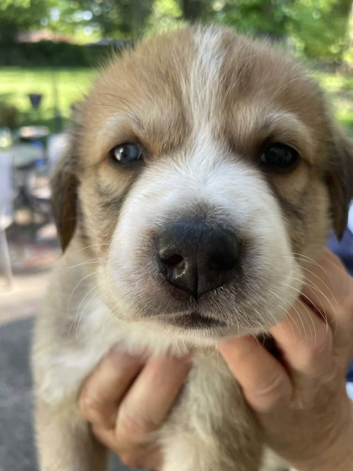 Benny - Sweets Litter