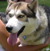 Kodo