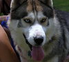 Kodo