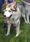 Kodo