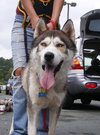 Kodo