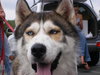 Kodo