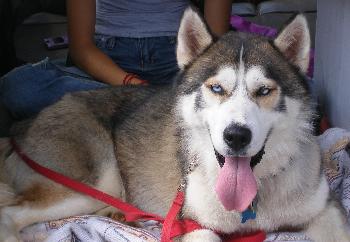 Kodo