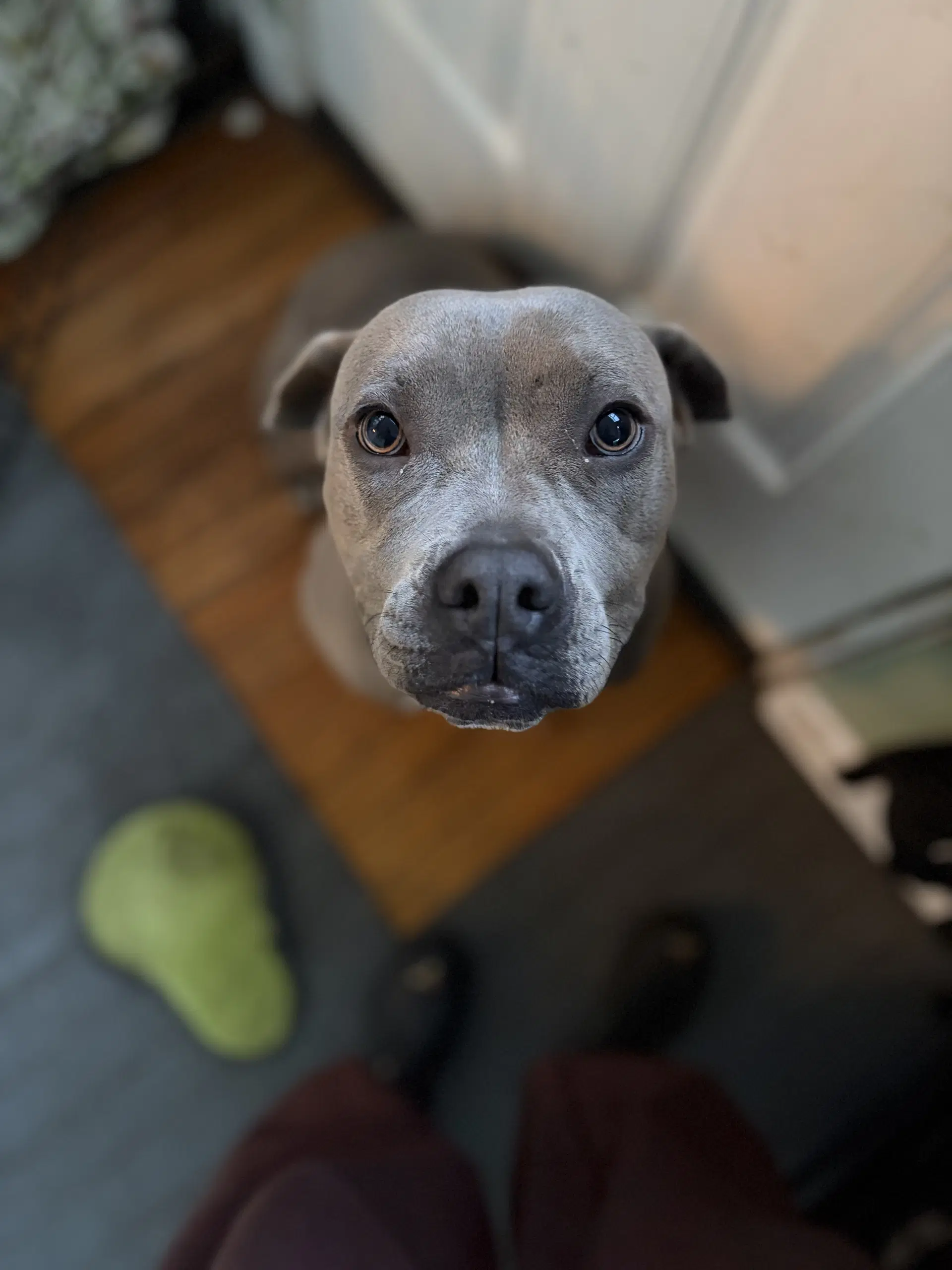 Lil Mama - American Pit Bull Terrier