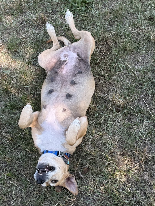 Momma, an adoptable Mountain Cur in Holly Springs, NC