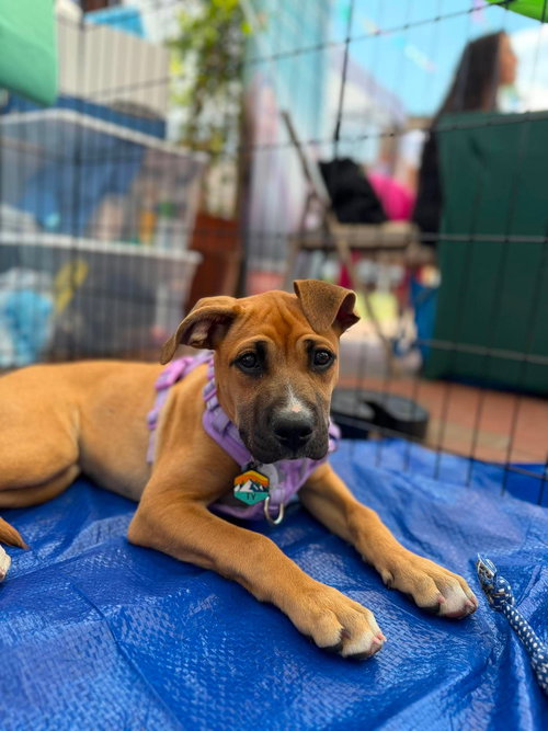 Ty, an adoptable Boxer in Holly Springs, NC
