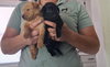Biscuit - Photo 6
