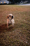 Biscuit - Photo 5