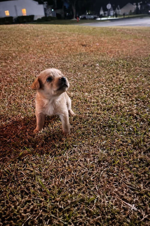 Biscuit