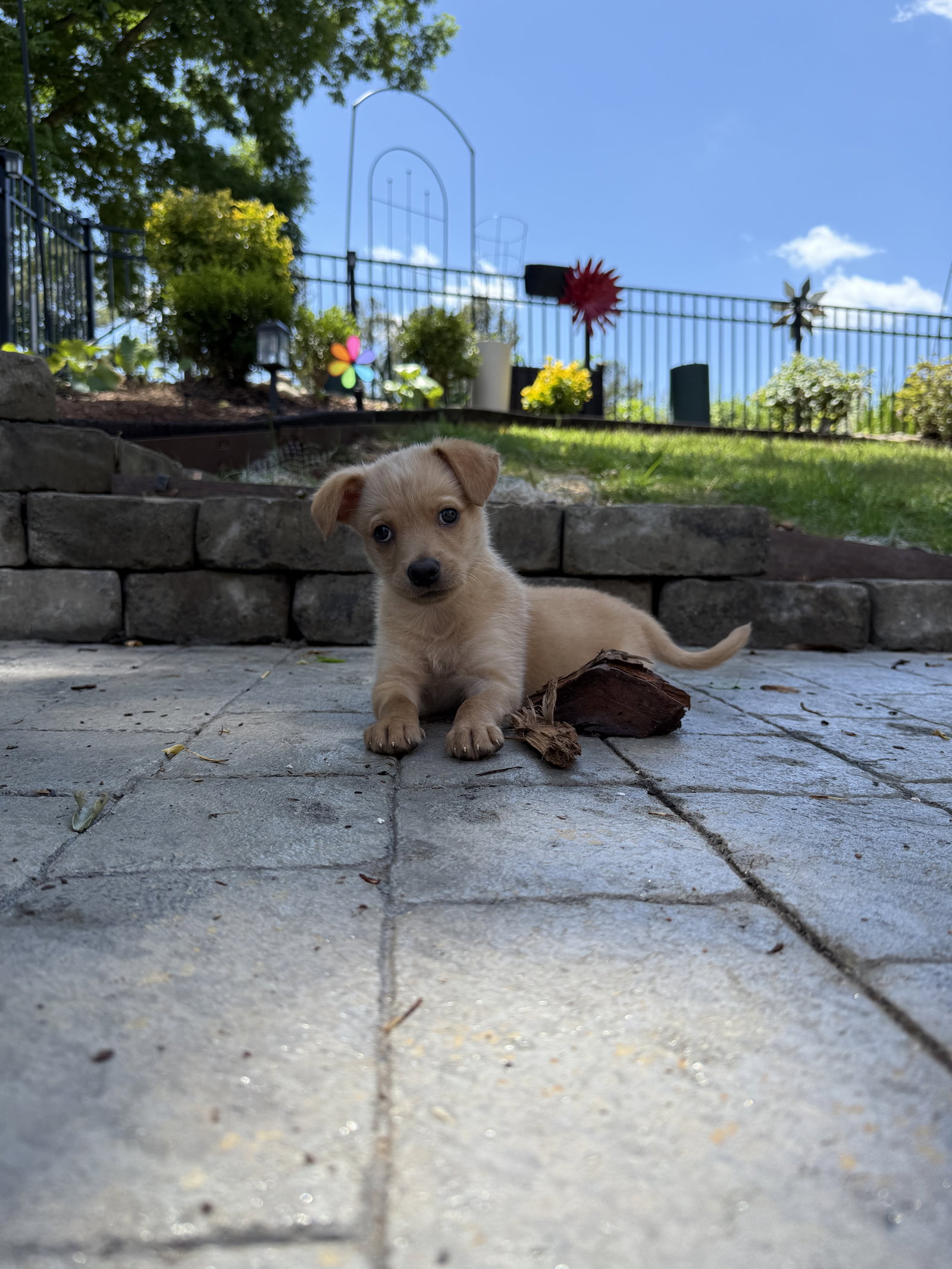 Biscuit Image