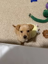 Biscuit - Photo 2
