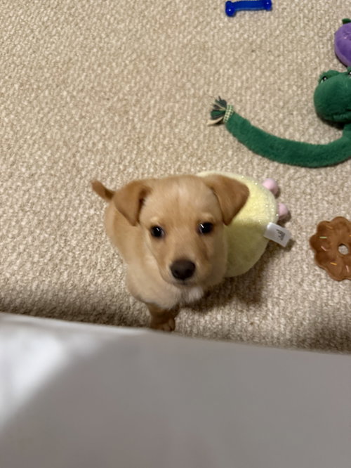 BISCUIT - Mountain Cur / Beagle available for adoption