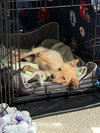 Biscuit - Photo 3