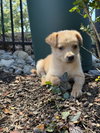 Biscuit - Photo 4