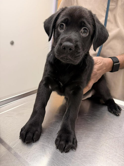 Bear pup