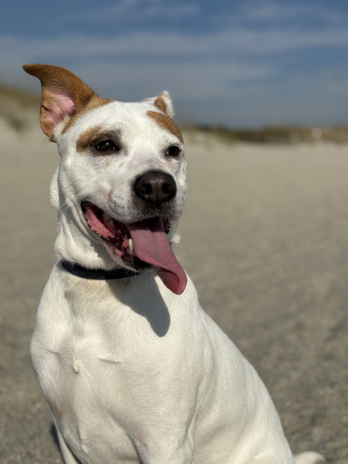Ellie - (Courtesy), an adoptable Jack Russell Terrier in Holly Springs, NC