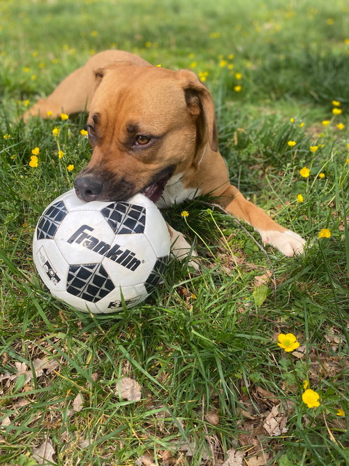Siva, an adoptable American Staffordshire Terrier in Holly Springs, NC