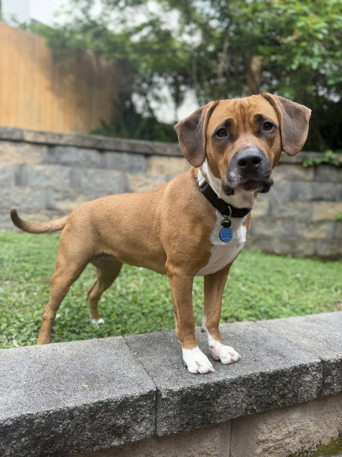 Siva, an adoptable American Staffordshire Terrier in Holly Springs, NC