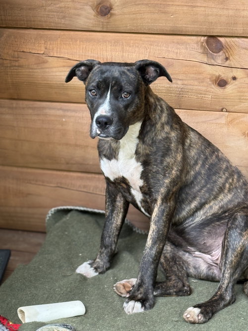 Brinnie, an adoptable Boxer in Holly Springs, NC