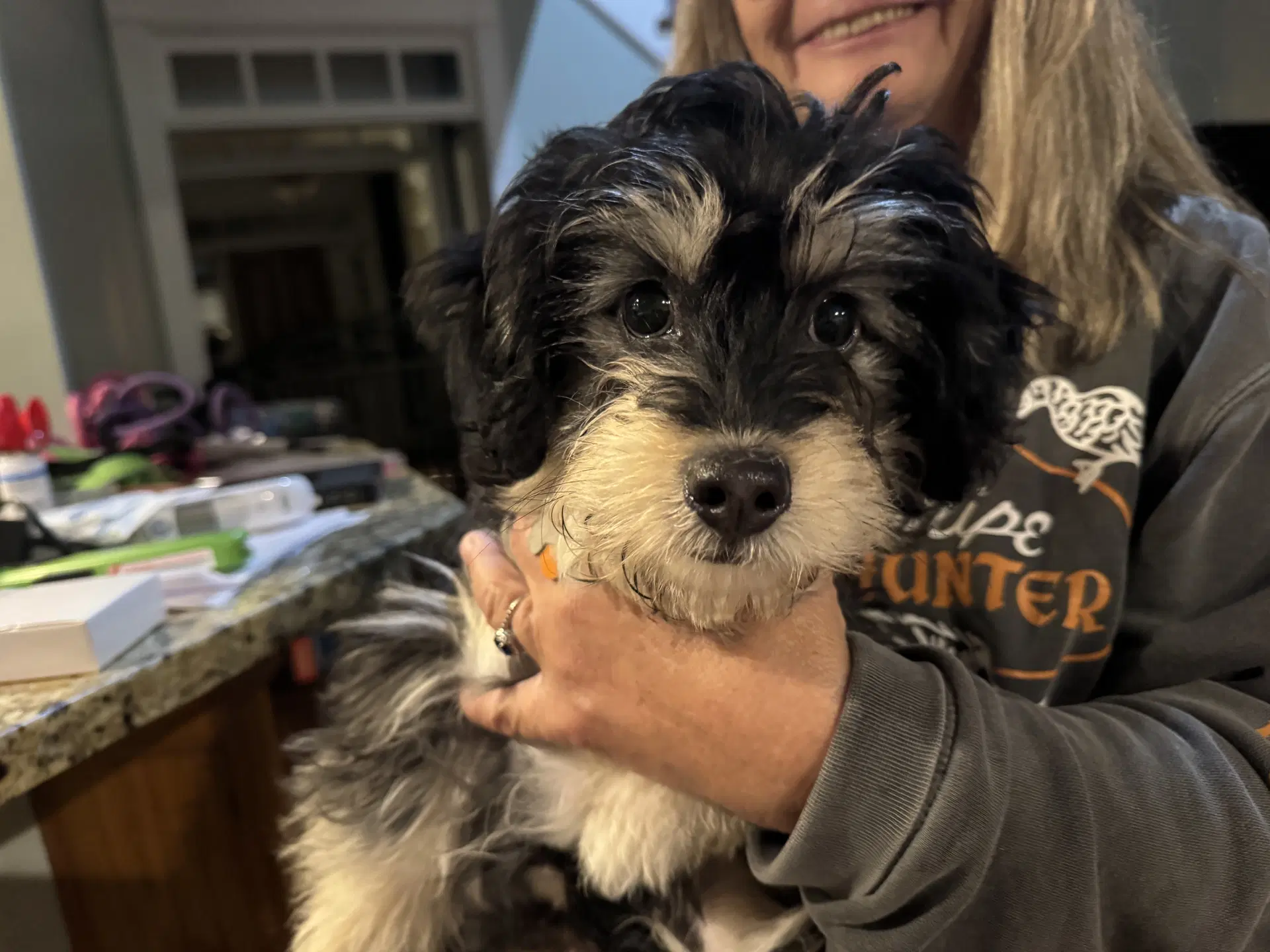 Cupcake - Maltese