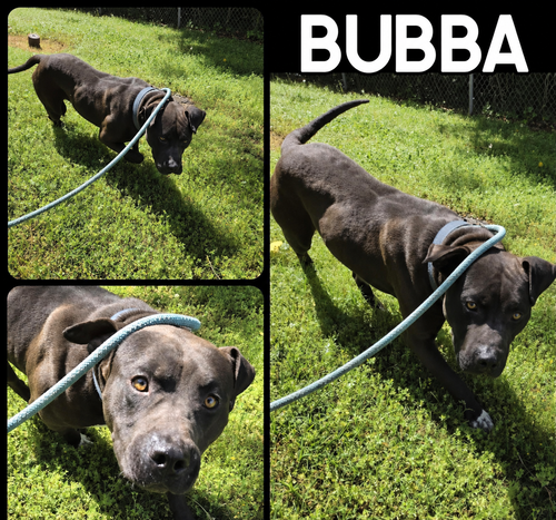 Bubba photo 4